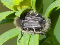 Tropinota hirta