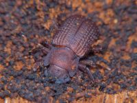 Bolitophagus reticulatus