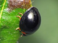 Paraexochomus nigromaculatus