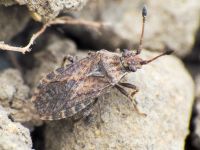 Bathysolen nubilus