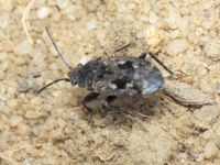 Sphragisticus nebulosus