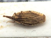 Tingis (Tingis) crispata