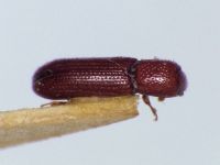 Oxylaemus cylindricus