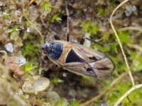 Xanthochilus quadratus