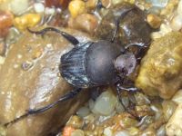 Sisyphus schaefferi boschniaki