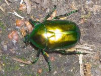 Protaetia aeruginosa