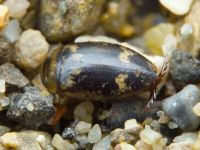 Laccophilus poecilus