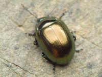 Chrysolina chalcites