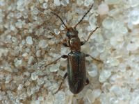 Orsodacne humeralis