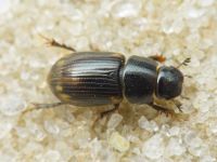 Aphodius (Chilothorax) distinctus