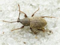 Otiorhynchus raucus