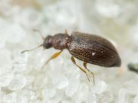 Cortinicara gibbosa