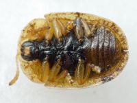 Hypocassida cornea