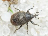 Rhinusa tetra