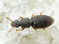 Monotoma brevicollis