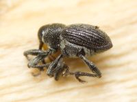 Archarius (Archarius) pyrrhoceras