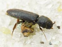 Melasis buprestoides