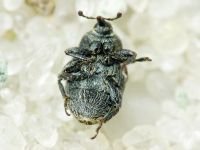 Rhinusa tetra