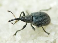 Hemitrichapion pavidum