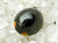 Paraexochomus nigromaculatus