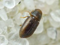 Orthocis lucasi