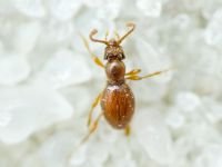Scydmaenus hellwigii