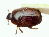 Carcinops troglodytes