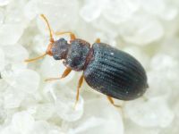 Latridius brevicollis