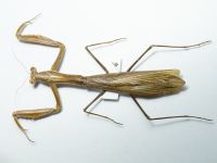 Mantidae
