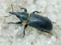 Mecinus collaris