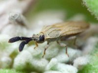 Copium teucrii