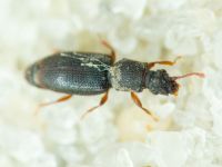 Monotoma brevicollis