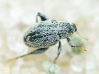 Pseudorchestes