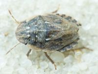 Menaccarus (Oploscelis) arenicola