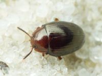 Scaphidema metallicum