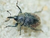 Rhinusa tetra