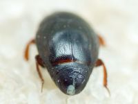Hypocacculus rufipes