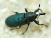 Mecinus janthinus