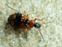 Lebia cruxminor