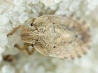 Sciocoris macrocephalus