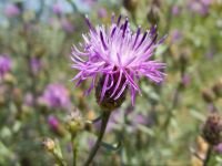 Centaurea stoebe