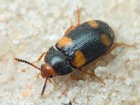 Mycetophagus quadripustulatus