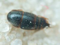 Staphylinidae
