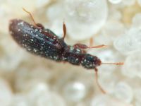 Latridius minutus