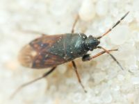 Megalonotus chiragra