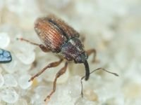 Ceutorhynchinae