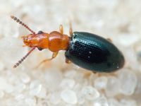 Vincenzellus ruficollis
