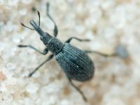 Apioninae