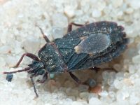 Mezira tremulae