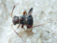Heteroptera